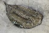 Dalmanites Trilobite Fossil - New York #99030-5